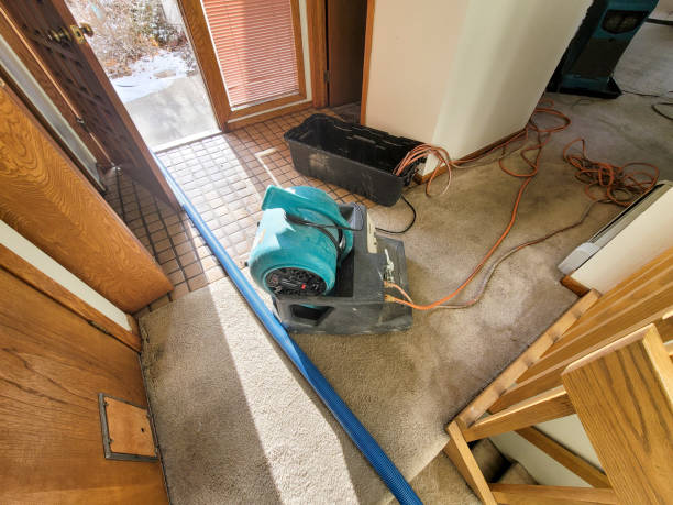 Best Mold removal after water damage  in Kirbyville, TX