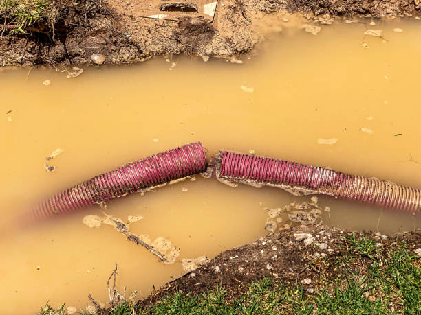 Best Mold removal after water damage  in Kirbyville, TX